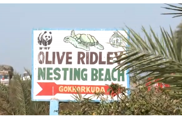 Infosys Foundation & WWF - India fights to sustain the rich sea life offered by mother nature