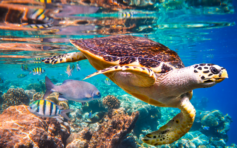 Nature’s Dangerous Decline ‘Unprecedented’; Species Extinction Rates ‘Accelerating’
